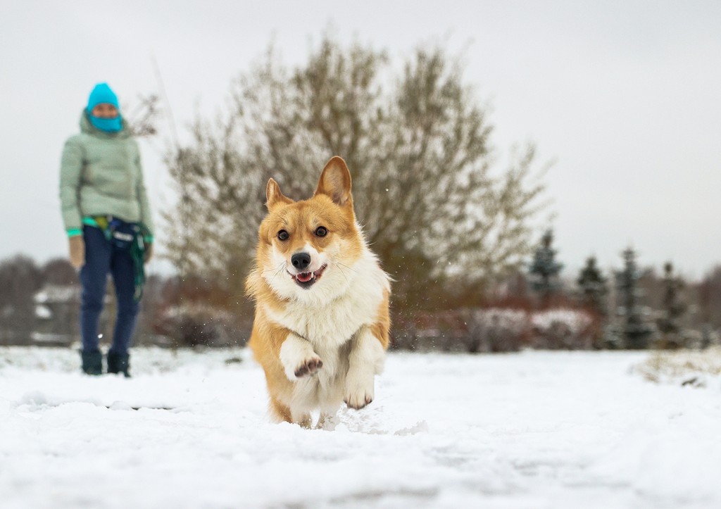 В Петербурге поддержали создание общероссийской системы учета домашних животных a7de5636-daea-4a52-931e-0fa6a26c18ef-67f7cd03