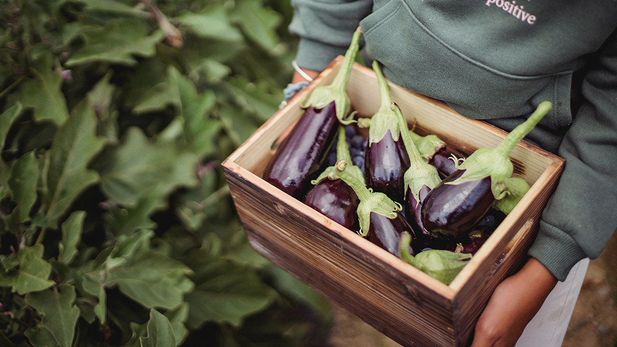 Баклажаны раскрывают свои удивительные свойства для здоровья b0c12991-6519-467a-9cf9-8a17b2cbc729-67f55b6f
