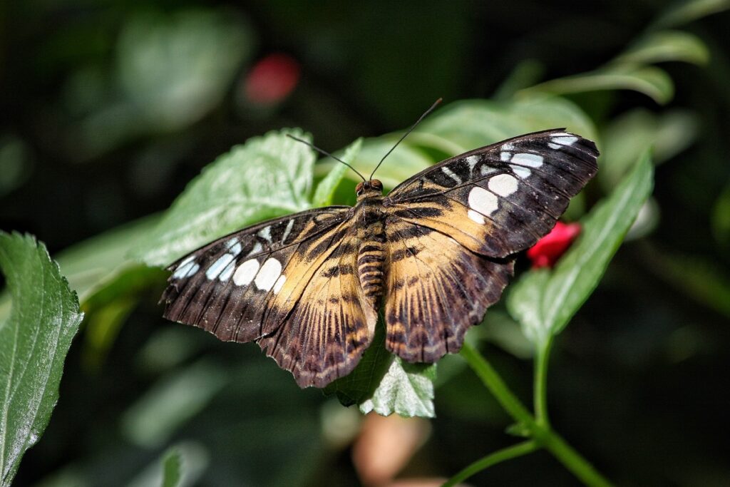 бабочка на листке