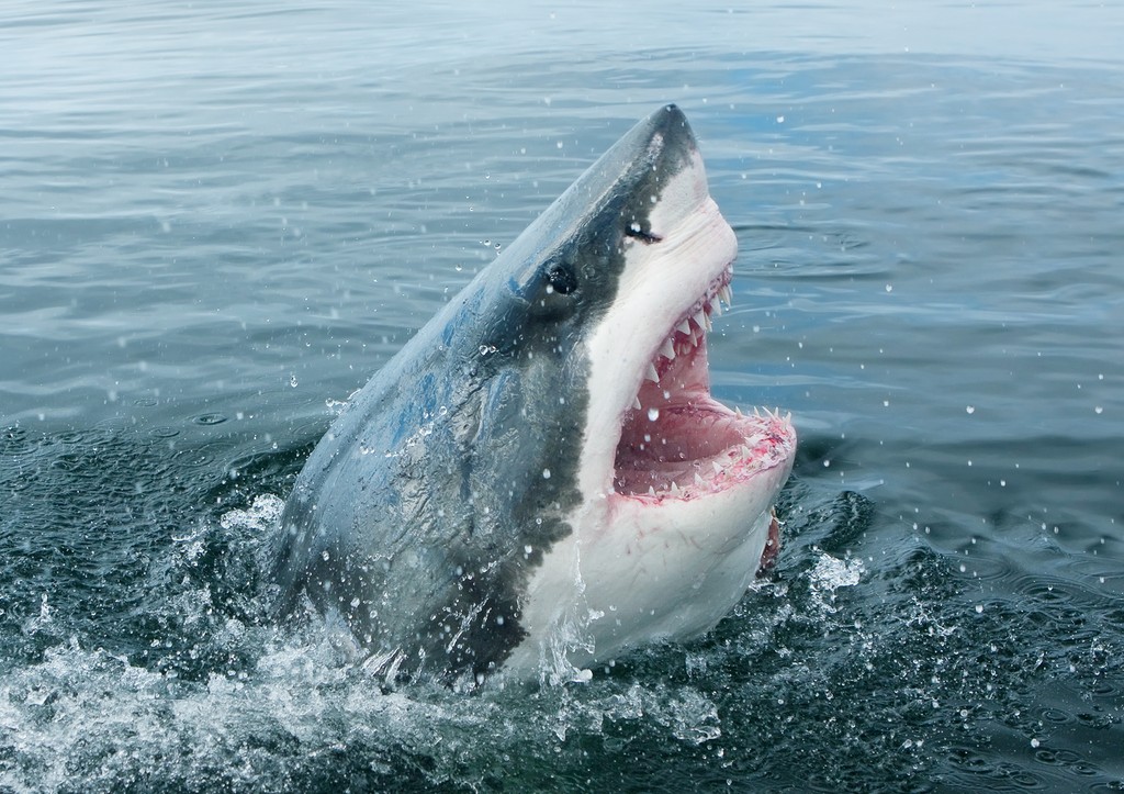 Безопасное плавание с акулами на Мальдивах fca578fd-c95c-46a7-b003-a0b09520b26f-67f8f71d