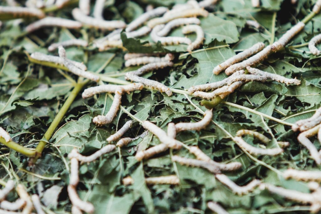 гусеницы шелкопряды