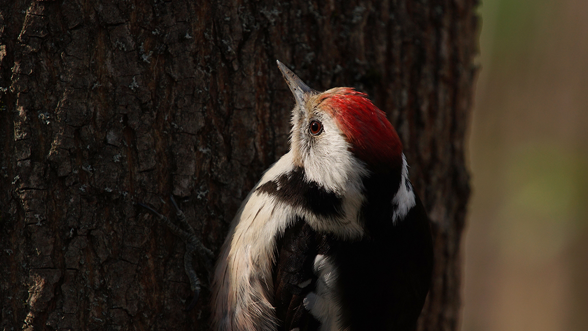 Большой пёстрый дятел.Соревновани