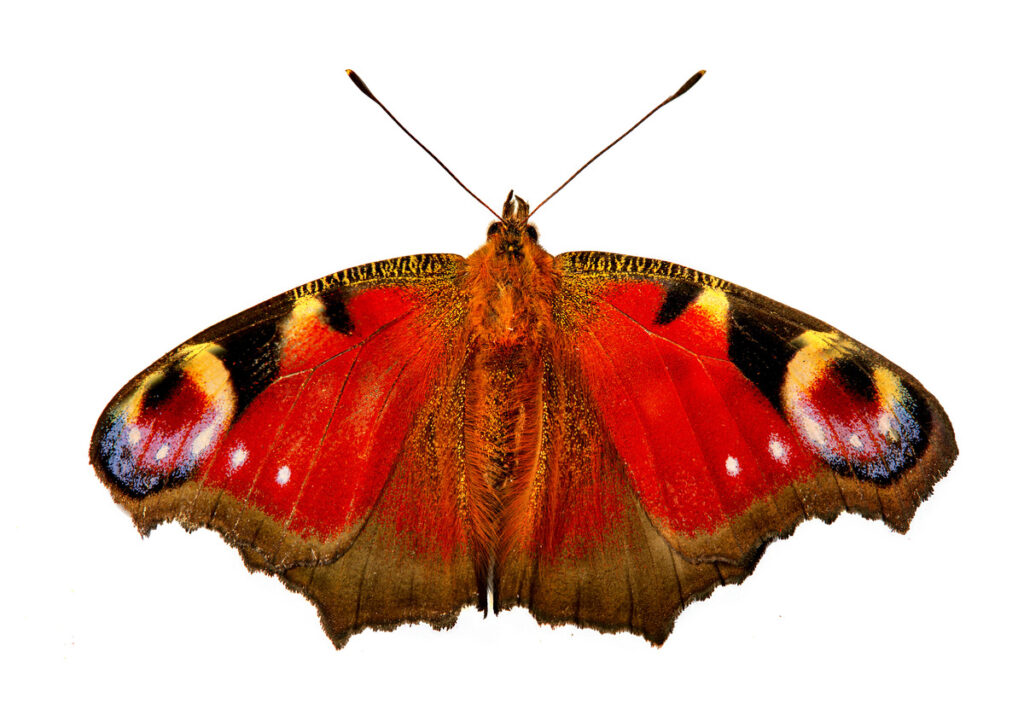 яркая бабочка на белом фоне