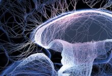 DDL-920 от ученых Калифорнийского университета открывает новую надежду после инсульта 920 ot uchenyh kalifornijskogo universiteta otkryvaet novuyu nadezhdu posle insulta-dmvv-ru-174280577400-0