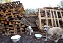 Амурская область утверждает новую стратегию гуманного регулирования численности животных amurskaya oblast utverzhdaet novuyu strategiyu gumannogo regulirovaniya chislennosti zhivotnyh-dmvv-ru-174322077500-0