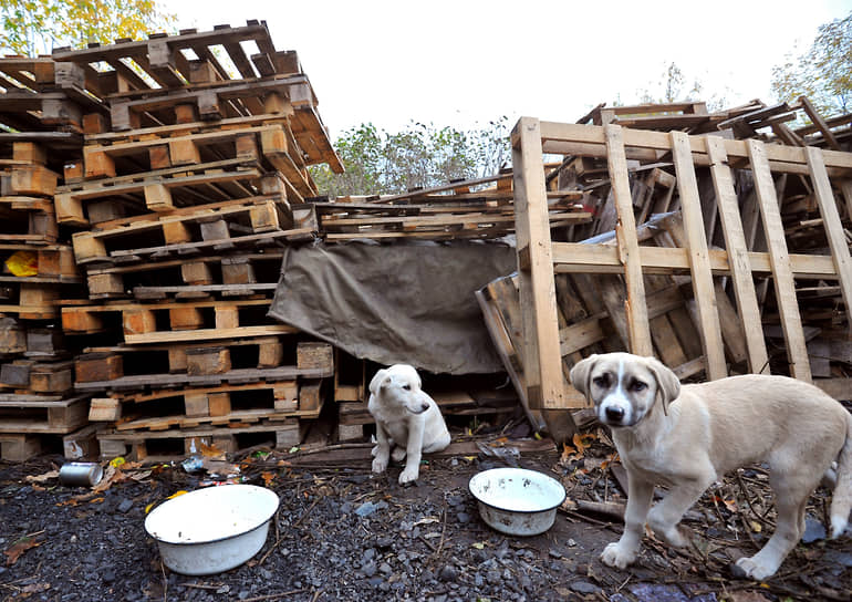 Амурская область утверждает новую стратегию гуманного регулирования численности животных-0