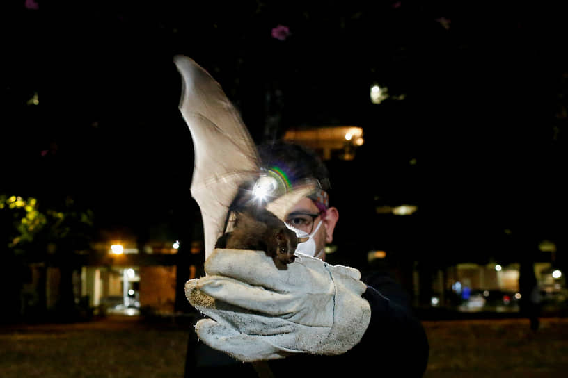 Бразильские ученые обнаружили новый коронавирус и планируют исследования с ВОЗ в Гонконге-0