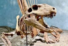 Древнейшие цераподы Марокко проливают свет на эволюцию динозавров drevnejshie czerapody marokko prolivayut svet na evolyucziyu dinozavrov-dmvv-ru-174237798000-0