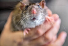 Zensho Holdings и Sukiya укрепляют доверие после инцидента на Токийской бирже i ukreplyayut doverie posle inczidenta na tokijskoj birzhe-dmvv-ru-174283662200-0