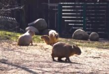 kapibary moskovskogo zooparka raduyut gostej vesennimi progulkami s svetlanoj akulovoj-dmvv-ru-174332205800-0