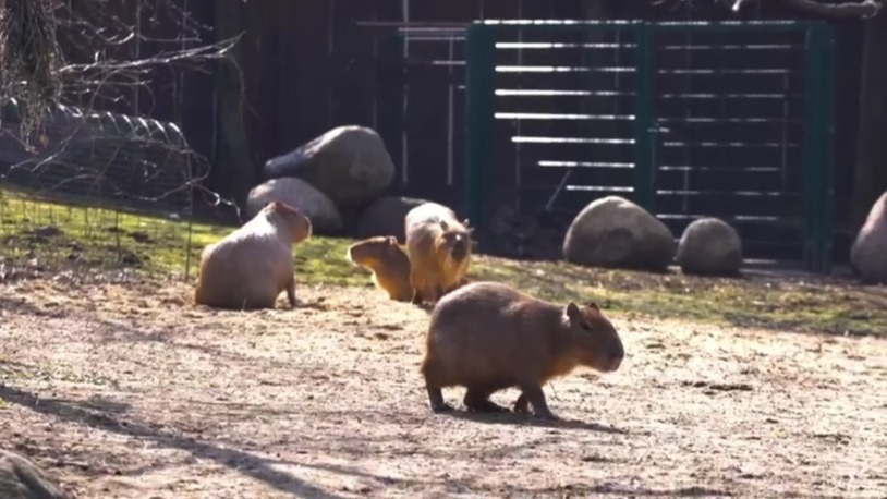 Капибары Московского зоопарка вышли в уличный вольер
