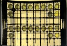 Новый экспресс-тест от МГУ и Елены Завьяловой для борьбы с устойчивыми бактериями novyj ekspresstest ot mgu i eleny zavyalovoj dlya borby s ustojchivymi bakteriyami-dmvv-ru-174281373500-0