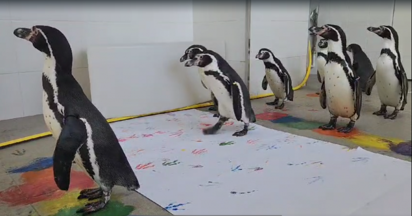 Пингвины сделали творческий подарок на 8 Марта в Приморском океанариуме pingviny sdelali tvorcheskij podarok na 8 marta v primorskom okeanariume-dmvv-ru-174173101100-0