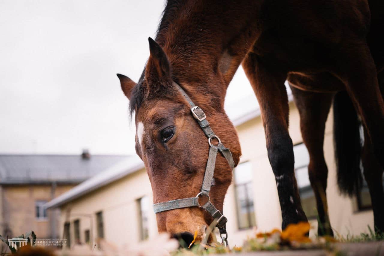 Репарин-хелпер и СПбГУВМ открыли прорыв в терапии астмы у лошадей при поддержке ООО «Т-хелпер КТ»-0
