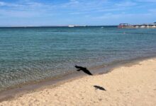 Синдбад и Красное море Новые данные о трагедии у Хургады привлекают внимание sindbad i krasnoe more novye dannye o tragedii u hurgady privlekayut vnimanie-dmvv-ru-174308841300-0