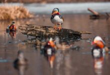 Солнечное утро и теплый день подарят Приморью комфортную погоду solnechnoe utro i teplyj den podaryat primoryu komfortnuyu pogodu-dmvv-ru-174294473000-0