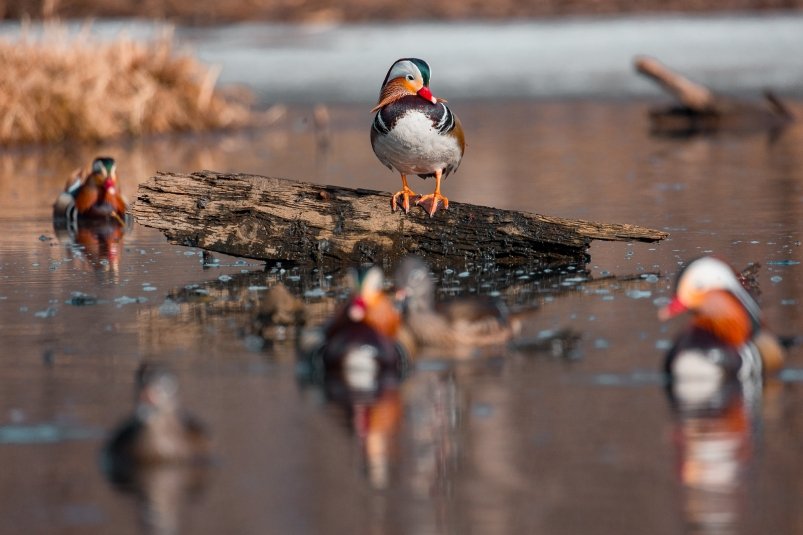 –Δ–Β–Φ–Α―²–Η―΅–Β―¹–Κ–Ψ–Β ―³–Ψ―²–Ψ –‰–Μ―¨―è –ê–≤–Β―Ä―¨―è–Ϋ–Ψ–≤, –‰–ê PrimaMedia