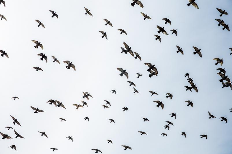 solnechnyj anticziklon podarit primoryu yasnuyu pogodu-dmvv-ru-174117606900-0