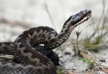 Советы герпетолога Владимира Черлина о встрече с гадюкой в Подмосковье sovety gerpetologa vladimira cherlina o vstreche s gadyukoj v podmoskove-dmvv-ru-174291608400-0