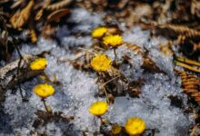 Тёплый четверг в Приморье подарит солнечную погоду и до +12 градусов tyoplyj chetverg v primore podarit solnechnuyu pogodu i do 12 gradusov-dmvv-ru-174283054200-0