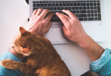 Университет штата Вашингтон и Бельгия раскрыли роль кошек-терапевтов в снятии стресса Man is typing on laptop with ginger cat sleeping on keyboard. Top view. Man working from home on laptop in wireless headphones. Home office with pet cat