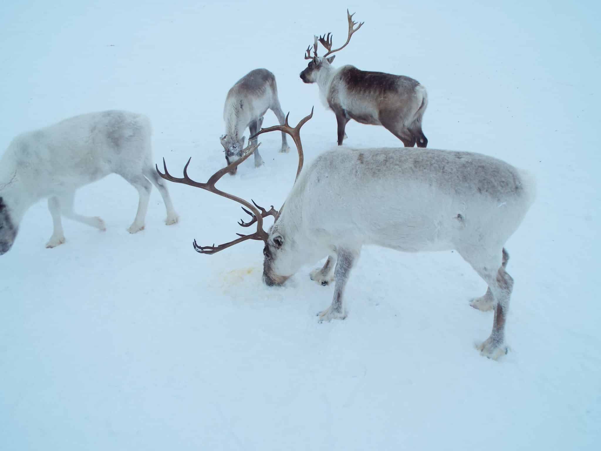 Успехи ТюмГУ в изучении влияния оленей на углеродный цикл Арктики uspehi tyumgu v izuchenii vliyaniya olenej na uglerodnyj czikl arktiki-dmvv-ru-174194144300-0