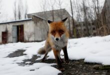 Жизнь процветает в зоне Чернобыльской АЭС уникальные адаптации и новые открытия zhizn proczvetaet v zone chernobylskoj aes unikalnye adaptaczii i novye otkrytiya-dmvv-ru-174343715200-0