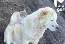 Айыу и кот стали символами дружбы в горах Кабардино-Балкарии ajyu i kot stali simvolami druzhby v gorah kabardinobalkarii-dmvv-ru-174404380700-0