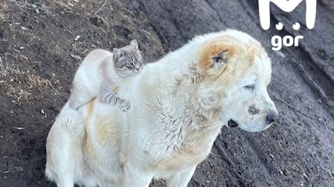 Пес-алабай стал катать друга-кота на спине в Кабардино-Балкарии