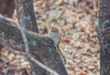 aprel podarit teplye solnechnye dni vladivostoku i nahodke v primore-dmvv-ru-174595869000-0