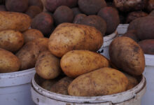 Борис Чернышов и Минэкономразвития предлагают стабилизировать цены на картофель Картофель.Ярмарка региональных пр