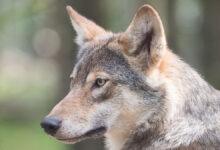 dostizheniya   i petr kamenskij iz mgu o voskreshenii lyutovolka-dmvv-ru-174418289600-0