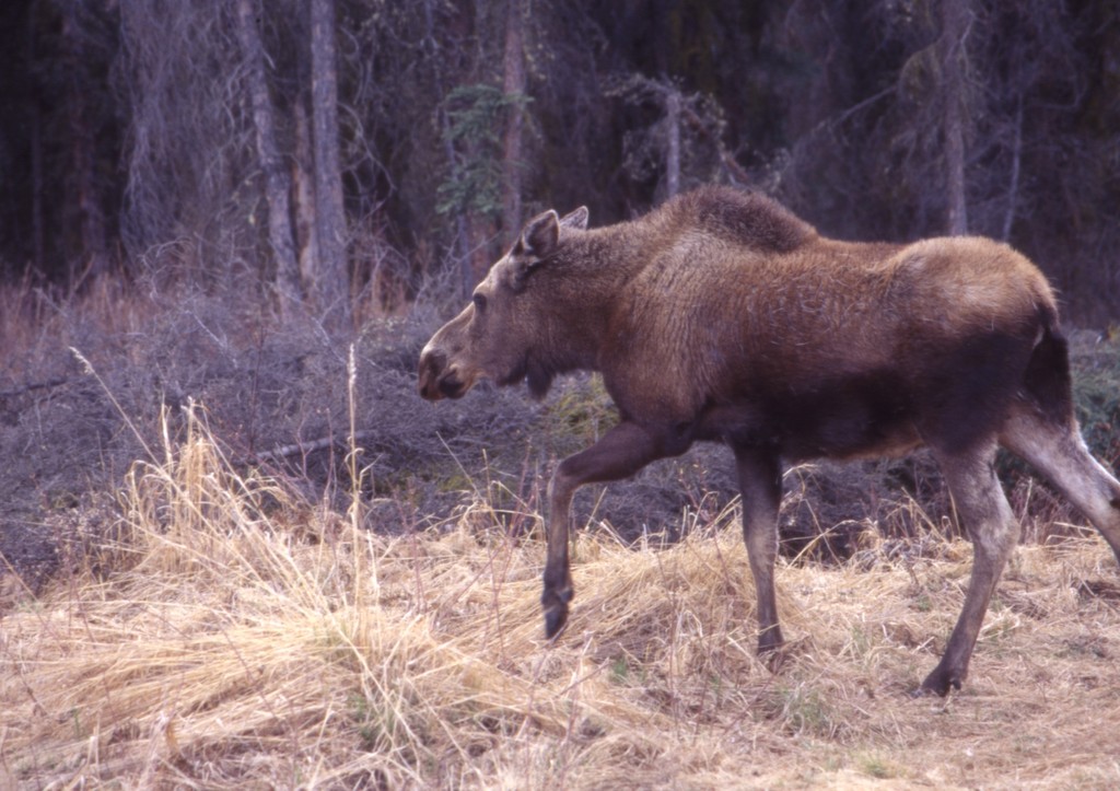 Лесное животное устроило переполох в Казани