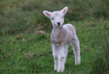 История Луизы Мургии и Стюарта Ладвелла Неожиданные последствия попытки спасти ягненка istoriya luizy murgii i styuarta ladvella neozhidannye posledstviya popytki spasti yagnenka-dmvv-ru-174384707100-0