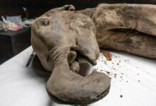 Мамонтенок Яна и технологии Colossal Biosciences открывают путь к возрождению мамонтов mamontenok yana i tehnologii otkryvayut put k vozrozhdeniyu mamontov-dmvv-ru-174357887200-0