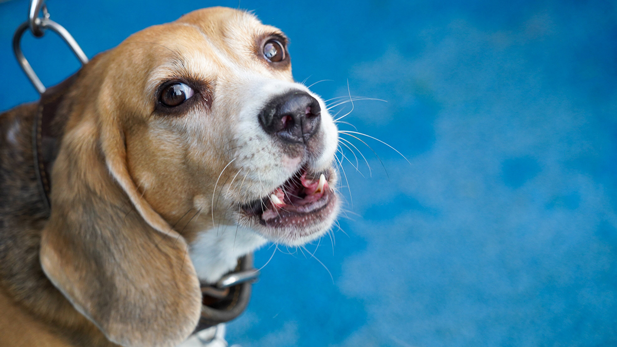 Девятилетняя девочка из ДНР получила от Путина в подарок собаку