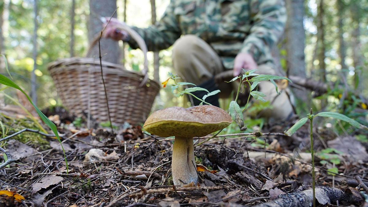 Миколог напомнил россиянам о грибах, которые категорически нельзя собирать
