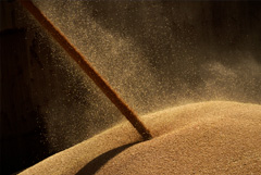 СПбМТСБ может стать пилотной площадкой для создания Зерновой биржи БРИКС