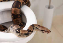 Brown,Boa,Constrictor,On,Toilet,Bowl,In,Bathroom