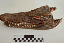 Омские таможенники пресекли незаконный провоз экзотического сувенира из Таиланда omskie tamozhenniki presekli nezakonnyj provoz ekzoticheskogo suvenira iz tailanda-dmvv-ru-174427361100-0