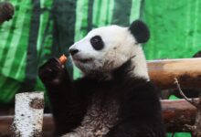 panda katyusha raduet trogatelnymi momentami s dindin v novyh video svetlany akulovoj-dmvv-ru-174583206600-0