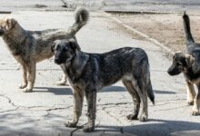 prokuratura permskogo kraya vzyala pod kontrol situacziyu v luzhkovo ocherskogo okruga-dmvv-ru-174397077500-0