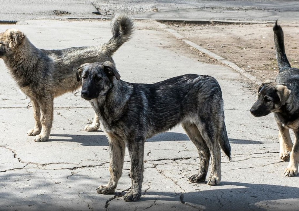Прокуратура взялась за инцидент с нападением собак на школьниц под Пермью