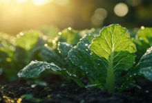 Шпинат и брокколи секреты урожая в тенистом саду без прямого солнца shpinat i brokkoli sekrety urozhaya v tenistom sadu bez pryamogo solncza-dmvv-ru-174385586300-0