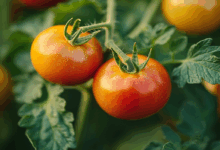 Томаты в теплице и цветущие одуванчики раскрывают секреты ранней посадки tomaty v teplicze i czvetushhie oduvanchiki raskryvayut sekrety rannej posadki-dmvv-ru-174559762000-0