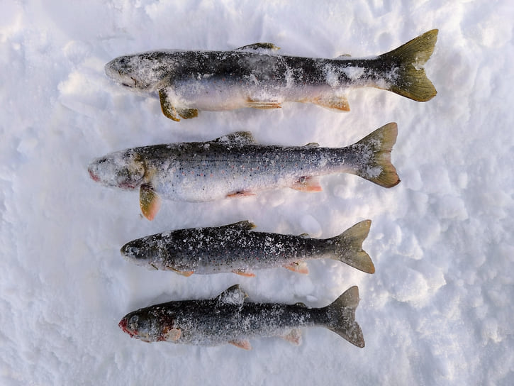 В высокогорном озере Авотя Быстринского природного парка найдена необычная популяция карликового гольца-мальмы