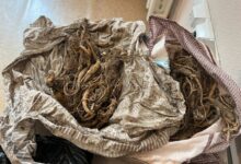 Уссурийская таможня изъяла 2,6 кг женьшеня СИТЕС в Приморье ussurijskaya tamozhnya izyala 26 kg zhenshenya sites v primore-dmvv-ru-174559068200-0