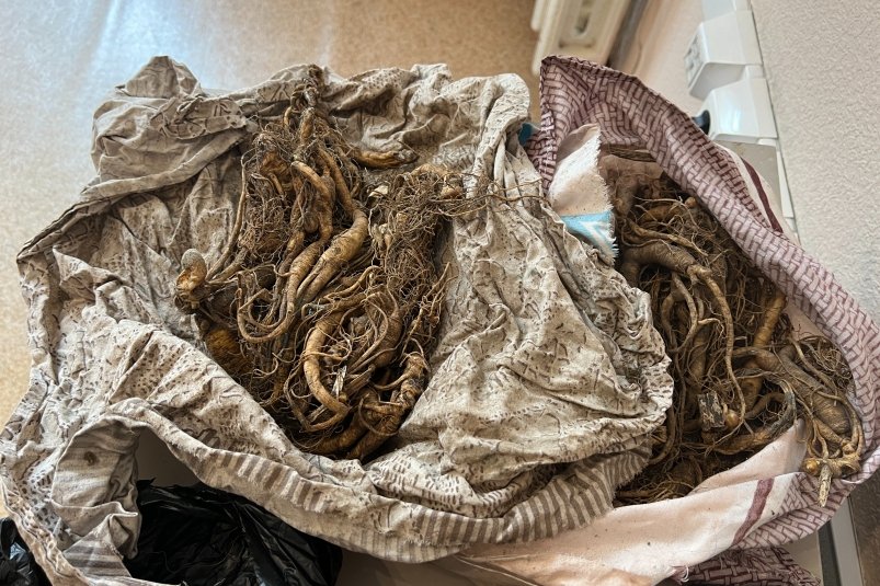 В Приморье сёстры пытались провезти больше 2,5 кг женьшеня под одеждой Пресс-служба Уссурийской таможни