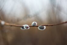 Владивосток и Приморье встречают неделю с солнцем и теплом vladivostok i primore vstrechayut nedelyu s solnczem i teplom-dmvv-ru-174420324200-0