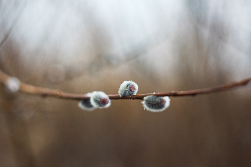 Фото: primamedia.ru